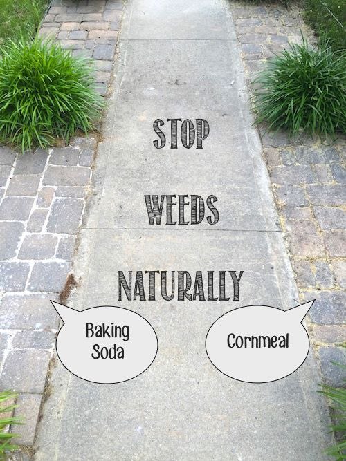 Stop weeds in your garden